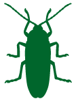picto-termite