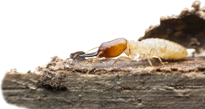 termite-insecte-bois
