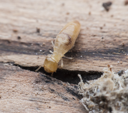 traitement-bois-diagnostic-parasitaire
