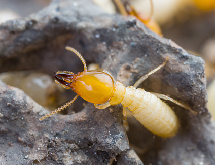 termite-insecte-larve
