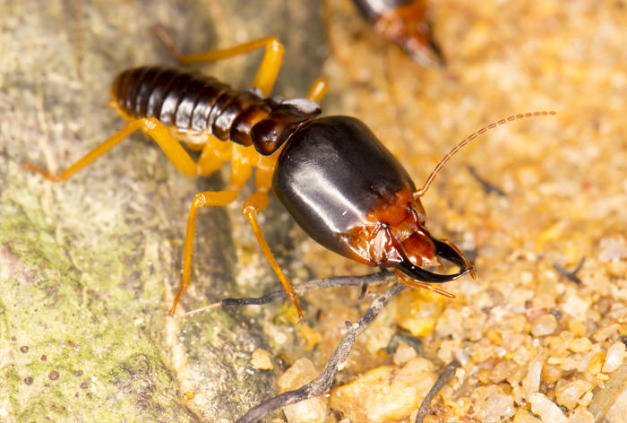 termite